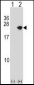 SNCA Antibody (C-term)